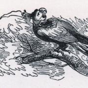 Bluebird illustration