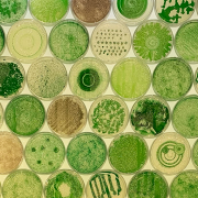 Petri dishes with cyanobacteria