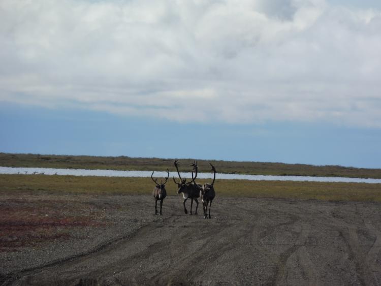 Caribou