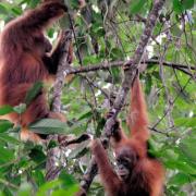 Wild orangutans in Gunung Leuser Nationa Park, Sumatra.