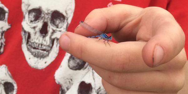 kid holding dragonfly