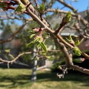 tree sprouting buds