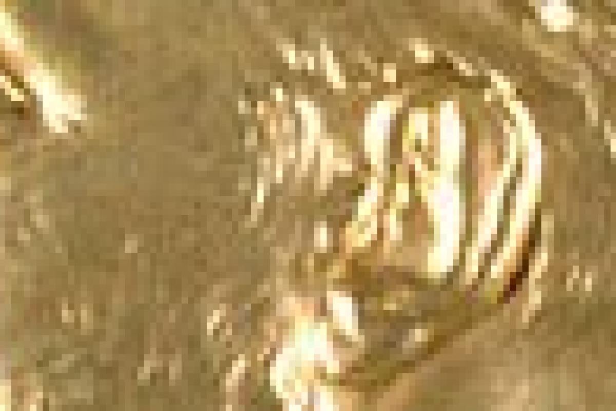 The Nobel Foundation