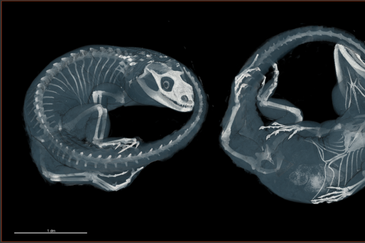 Materials Instrumentation and Multimodal Imaging Core (MIMIC)