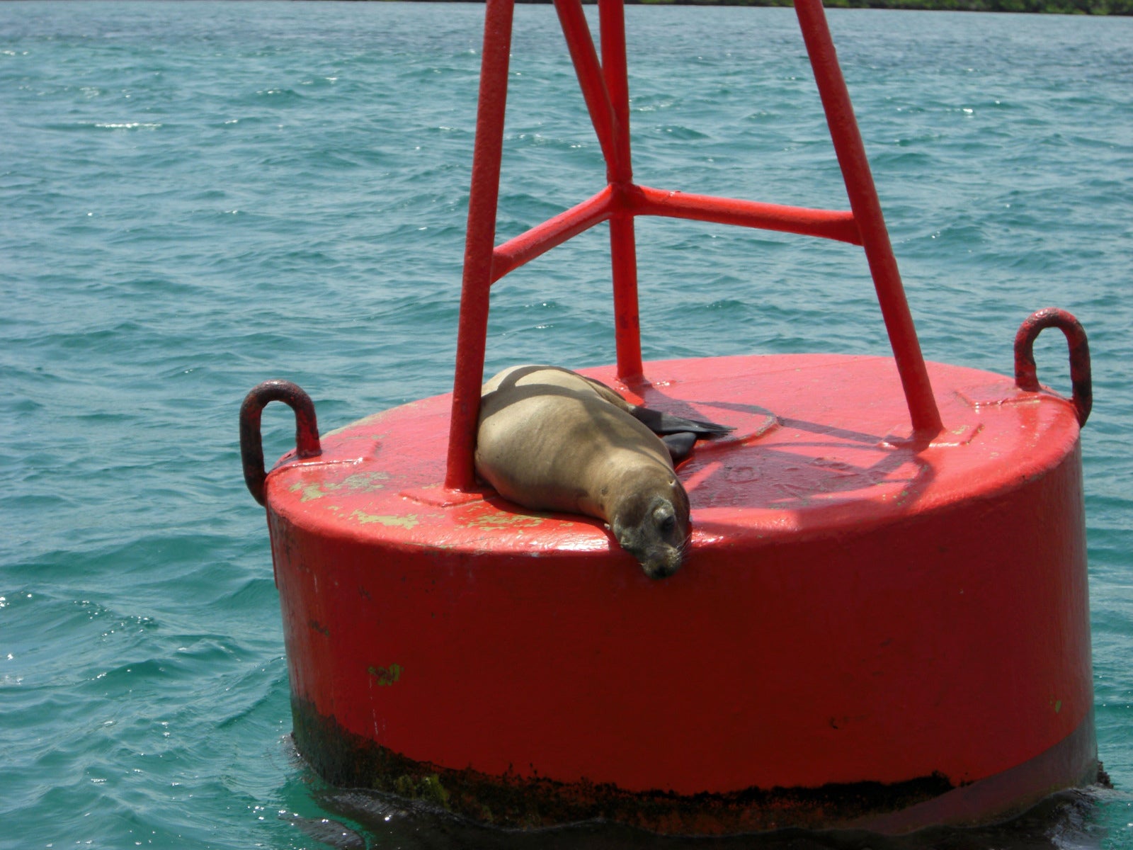 Seal on a buoy
