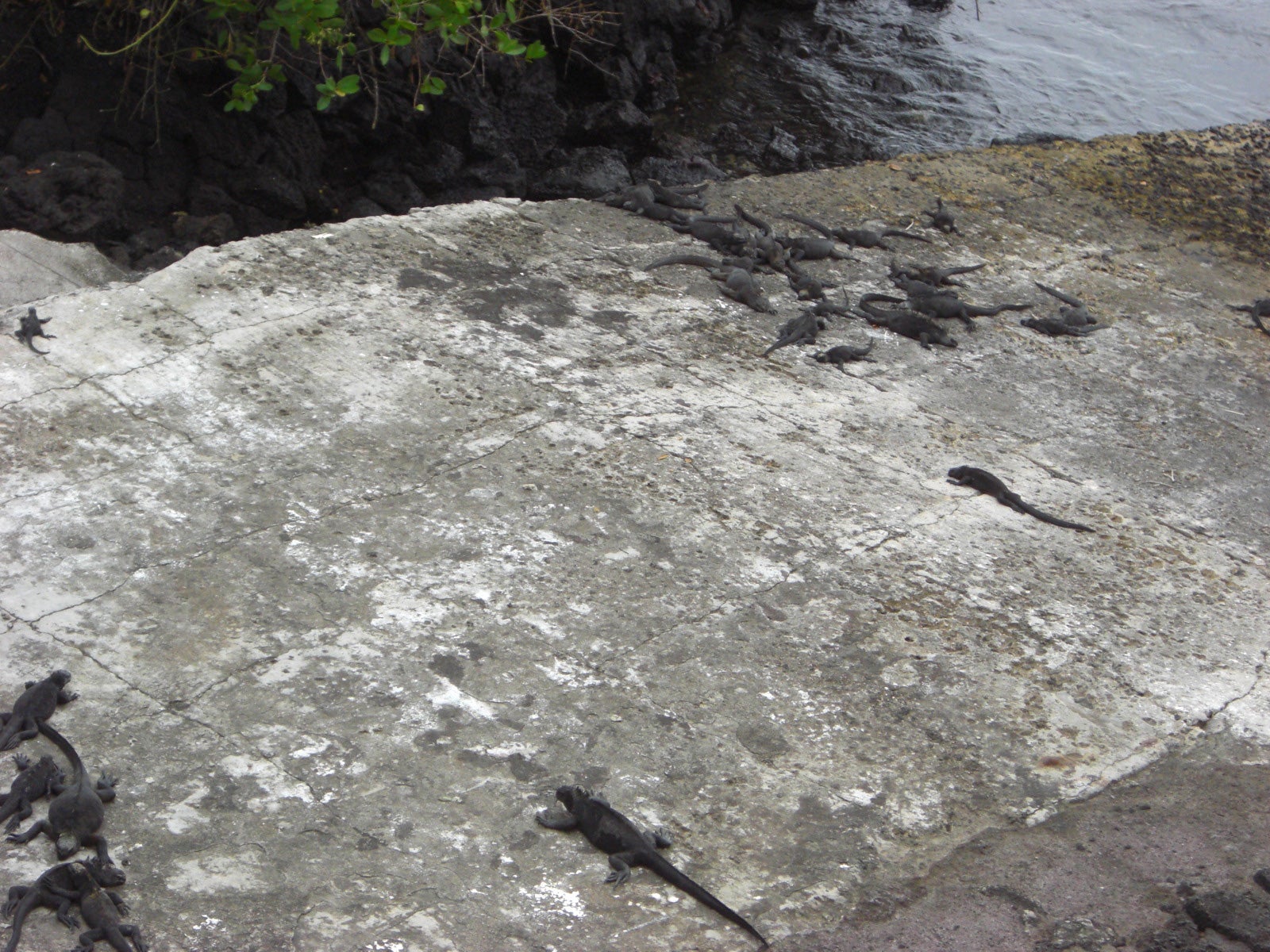 Group of Galápagos iguana