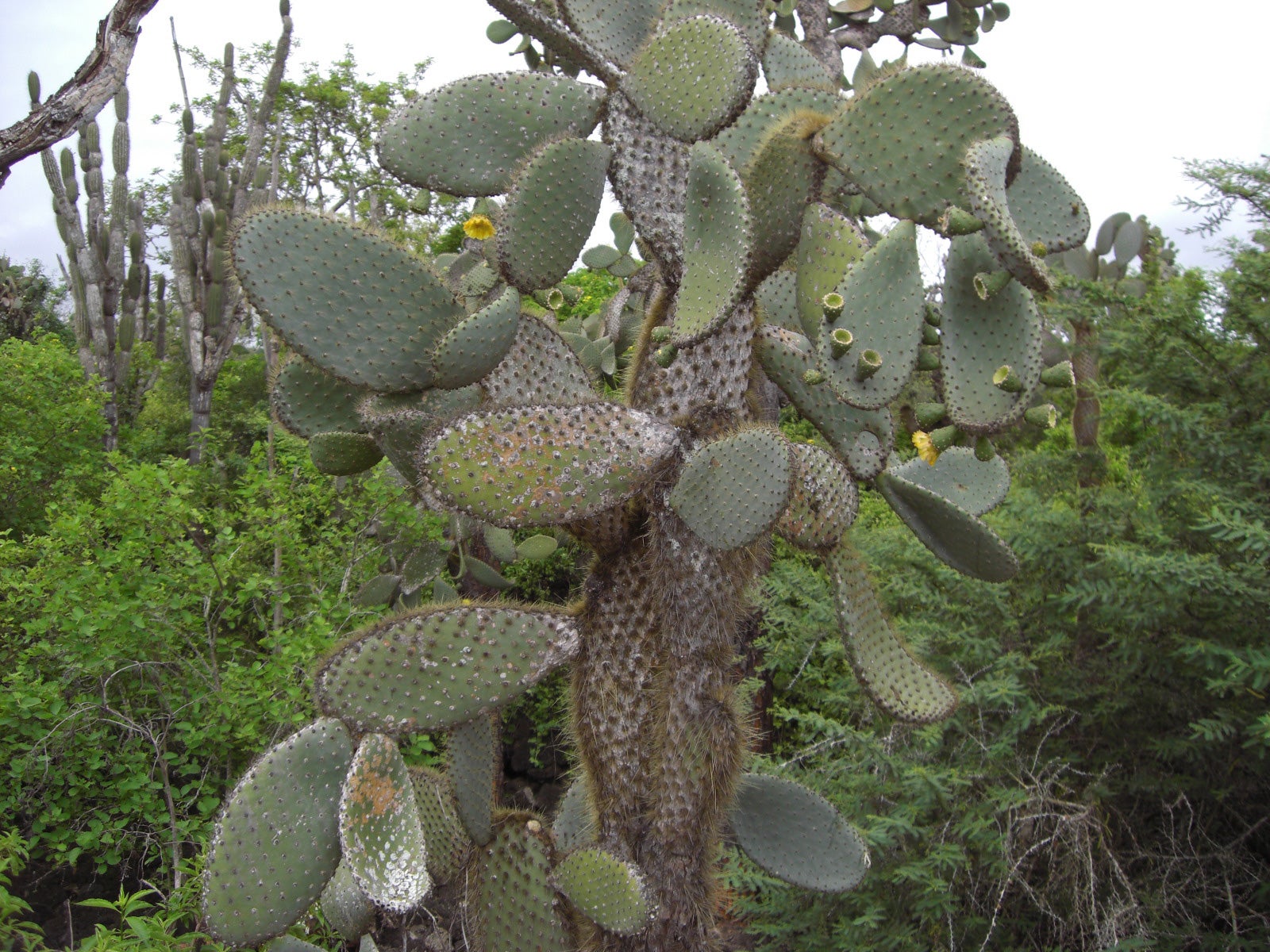 Galápagos cactus