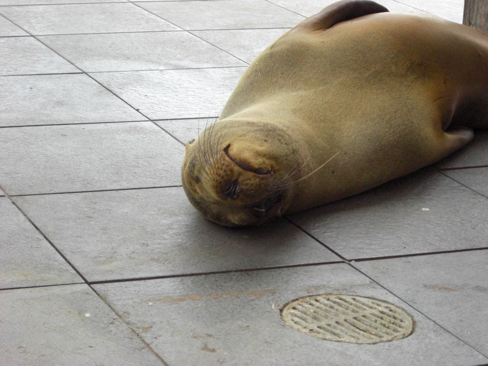 Seal sunning on the sidewalk