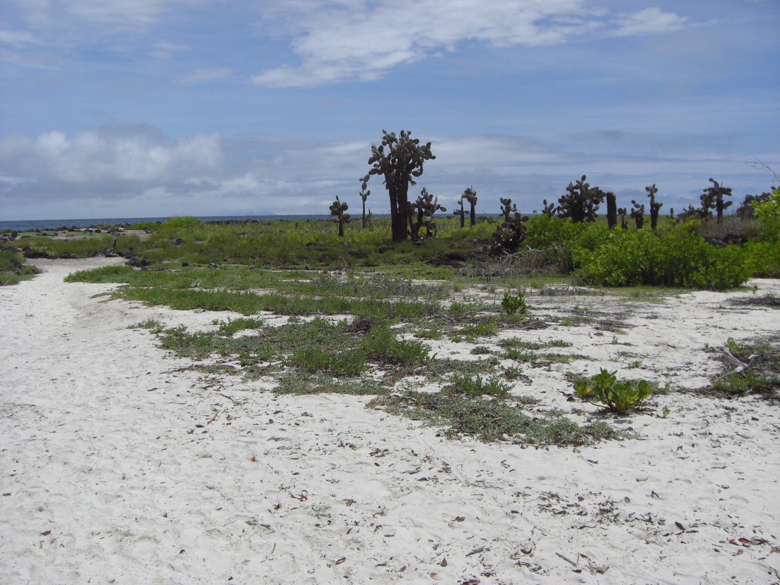 Galápagos cacti