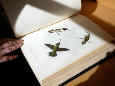Hand drawn hummingbirds
