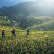 Farmers walking across field