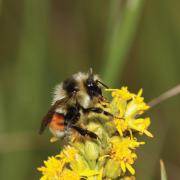 Closeup of bee pollinating flower