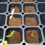 Seedlings of tomatoes, lettuce, and mint.