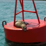 Seal on a buoy