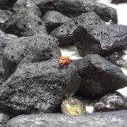 Galápagos crab on rocks
