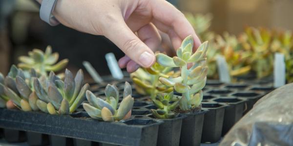 Hand touching the leaves of a potted succulent plant.