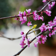 Tree branch with pink flowers in bloom