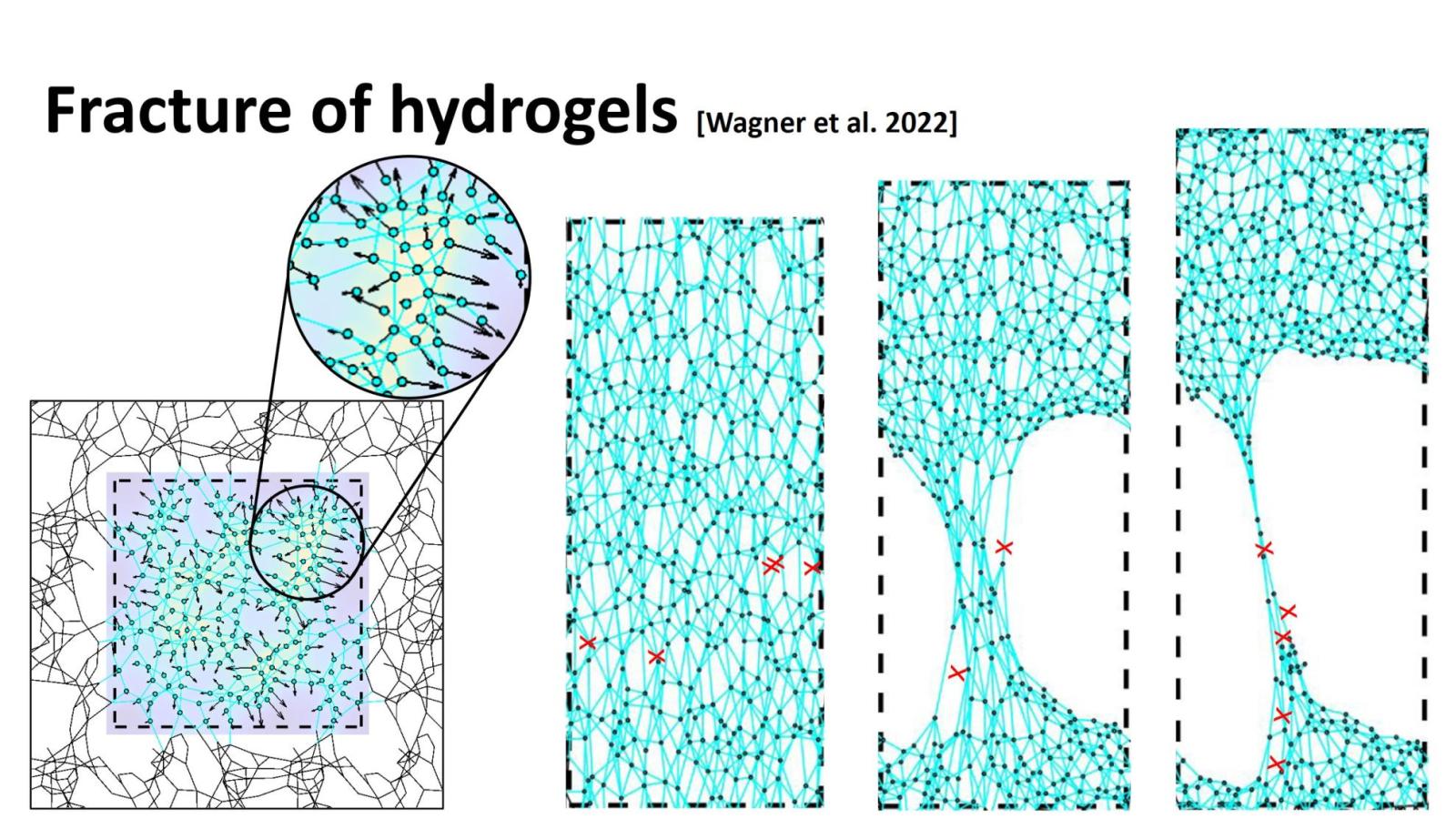 Hydrogel fracture