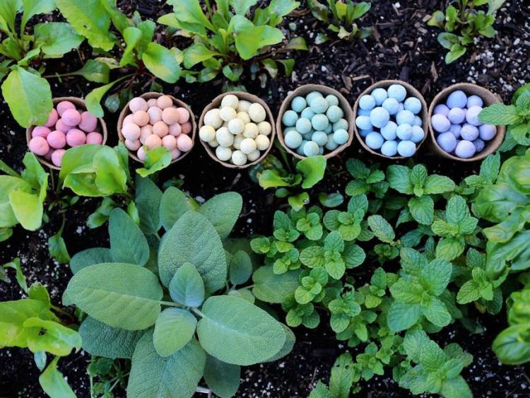 Guerrilla Gardening-Seed Bombs & Honey | Slow Food Youth CU Boulder