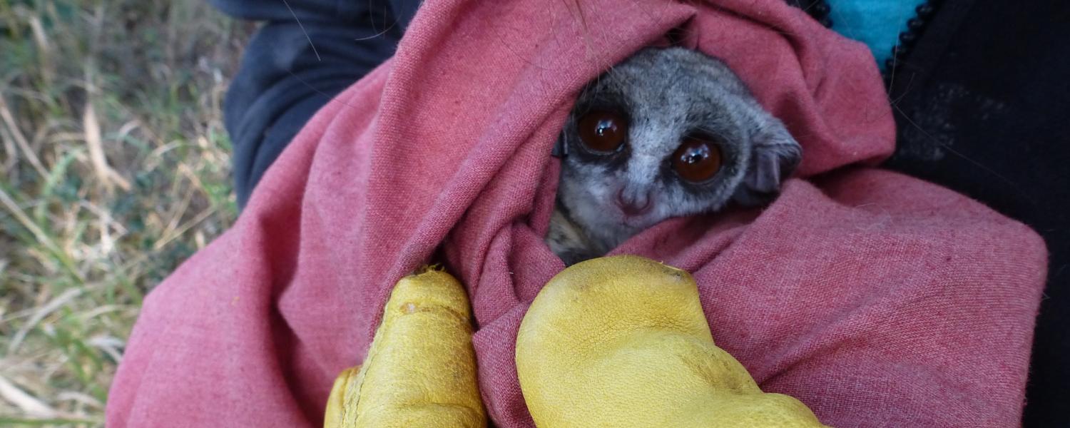 an African bushbaby in a blanket