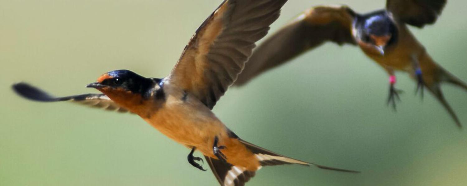 Barn Swallows Given Makeovers Increase Reproductive Success Cu