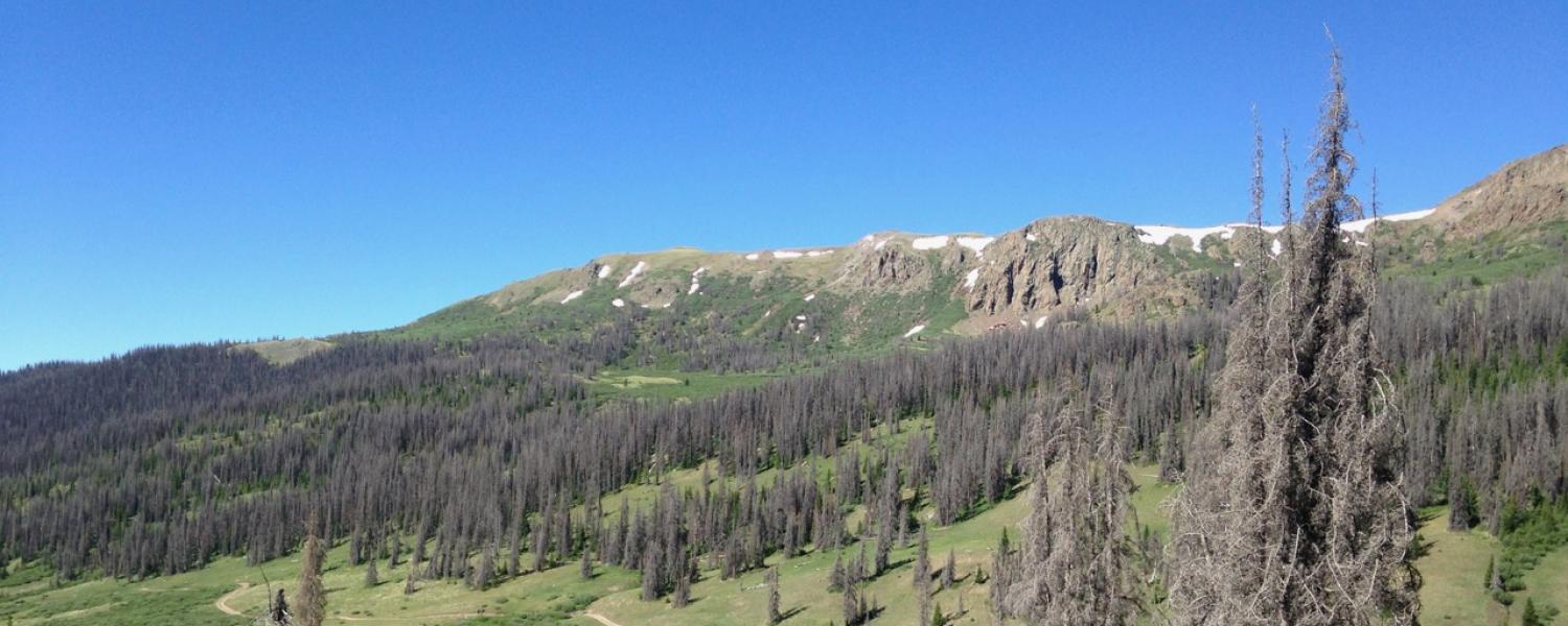 A forest in the southern Rocky Mountains with trees killed by bark beetles.