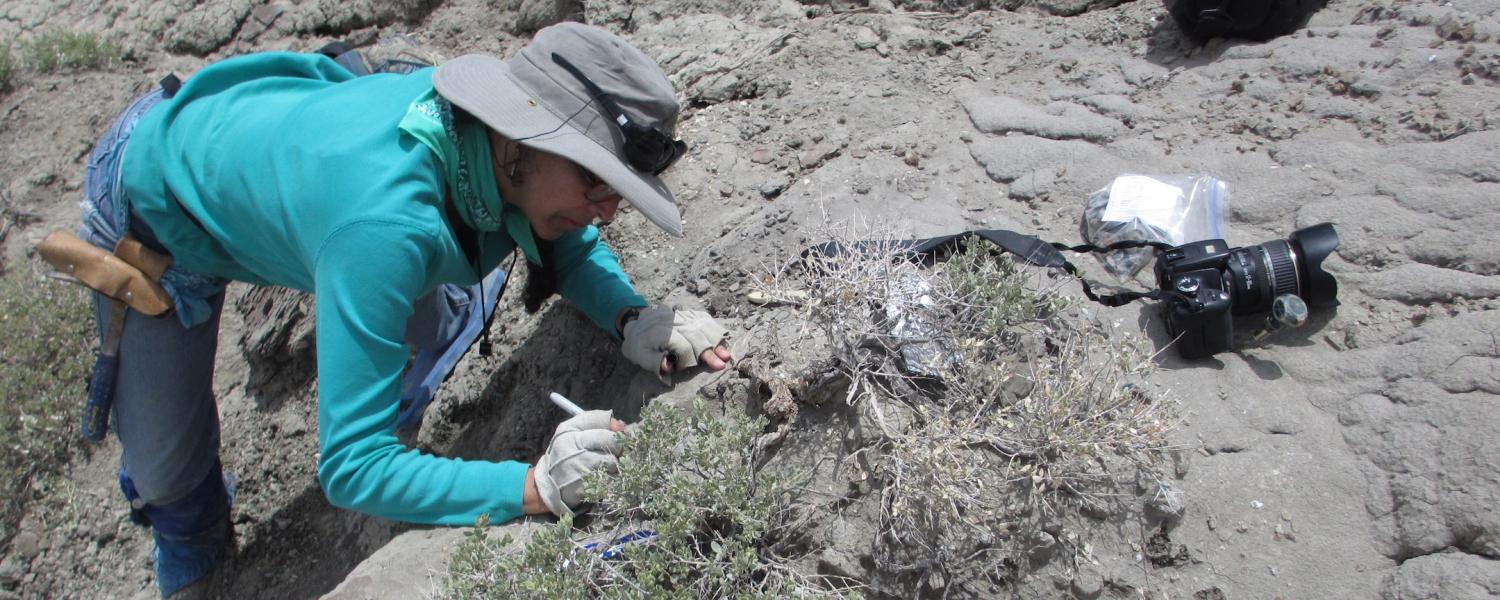 Karen Chin excavates fossilized dinosaur feces at Utah’s Grand Staircase-Escalante National Monument