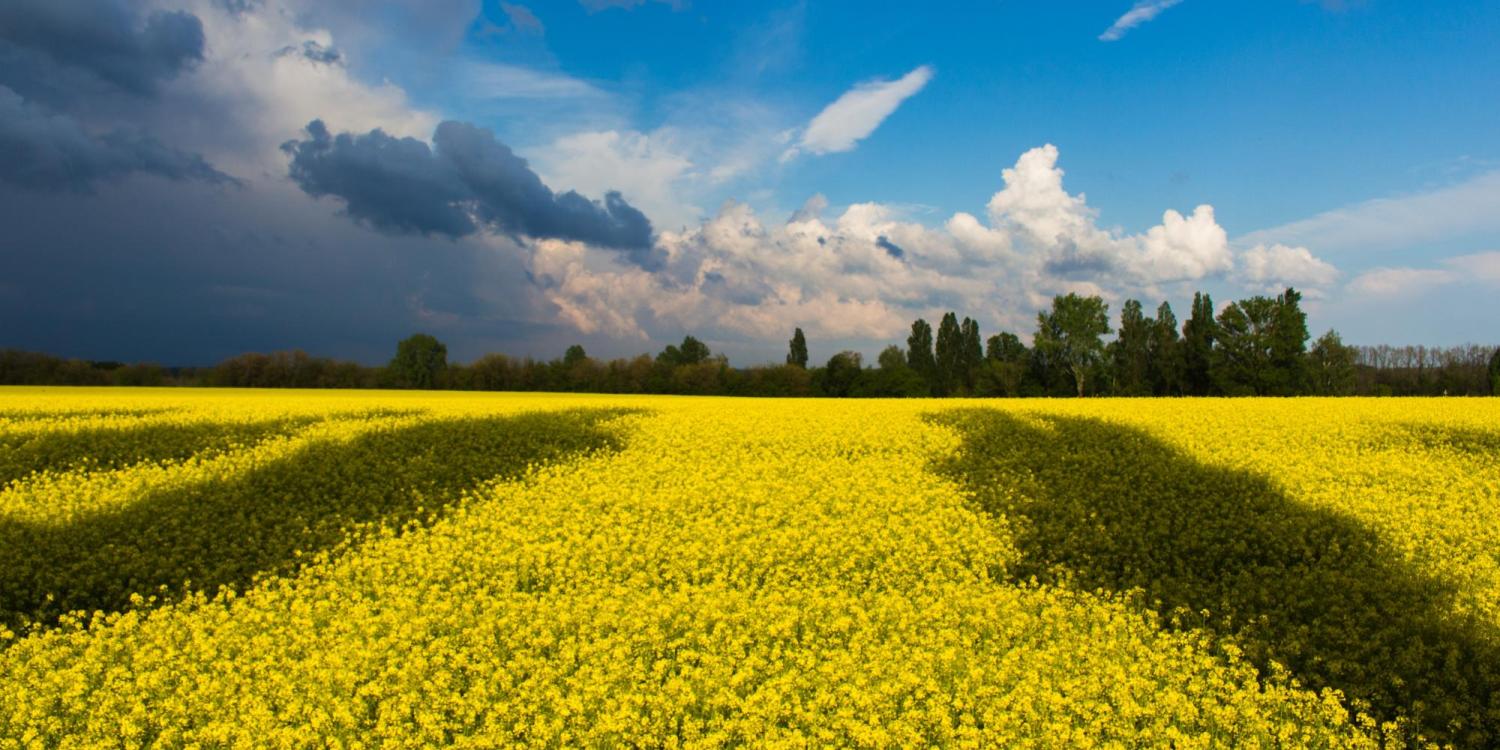 A field of yellow under a bright blue sky harkens the Ukranian flag. 