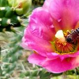 orange-tipped cactus borrer