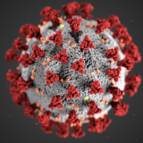 A model of a SARS-CoV-2 virus