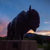 Buffalo statue