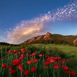 red poppies with Flatirons in the background