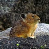 Pika