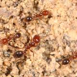 Several fire ants crawl on the ground