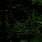 Stacked photo of fireflies flashing in a forest.