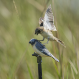 The Iberá Seedeater, an endangered songbird, acting aggressively toward a fake bird as part of the behavioral experiment conducted by Sheela Turbek. (Photo provided)