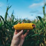 Hand holding a corn cob