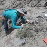 Karen Chin excavates fossilized dinosaur feces at Utah’s Grand Staircase-Escalante National Monument