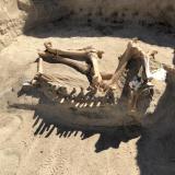 A partially excavated horse skeleton lying in the dirt.