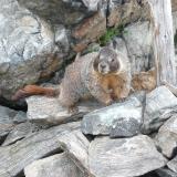 A marmot standing on a rock pile