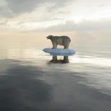 A polar bear on a small patch of sea ice