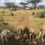 Goats near a village