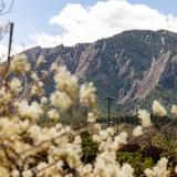 flowers and Flatirons on campus
