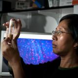 Faculty researcher in the lab