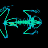 CT scan of a frog in vivid colors.