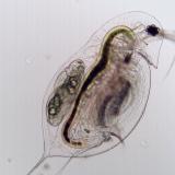zooplankton (Daphnia dentifera) 