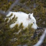 A white wolf walks through trees
