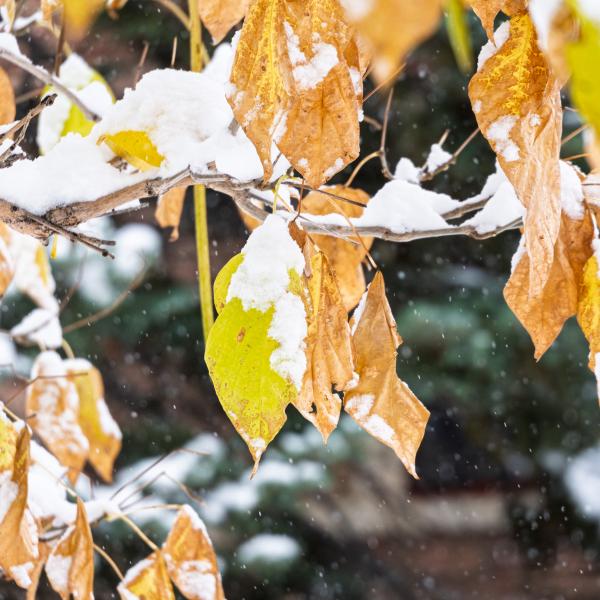 snow-covered autumn leaves