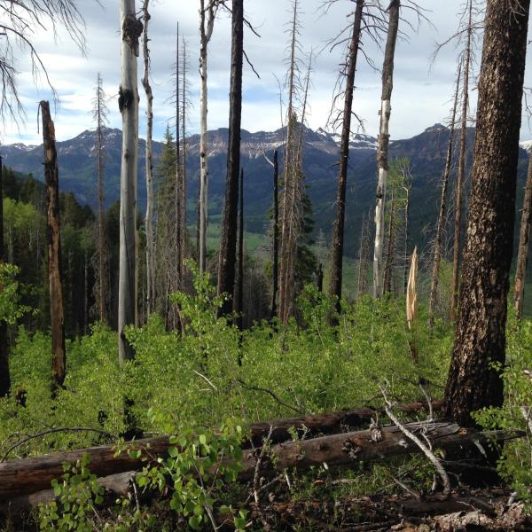 Forest in San Juan mountains
