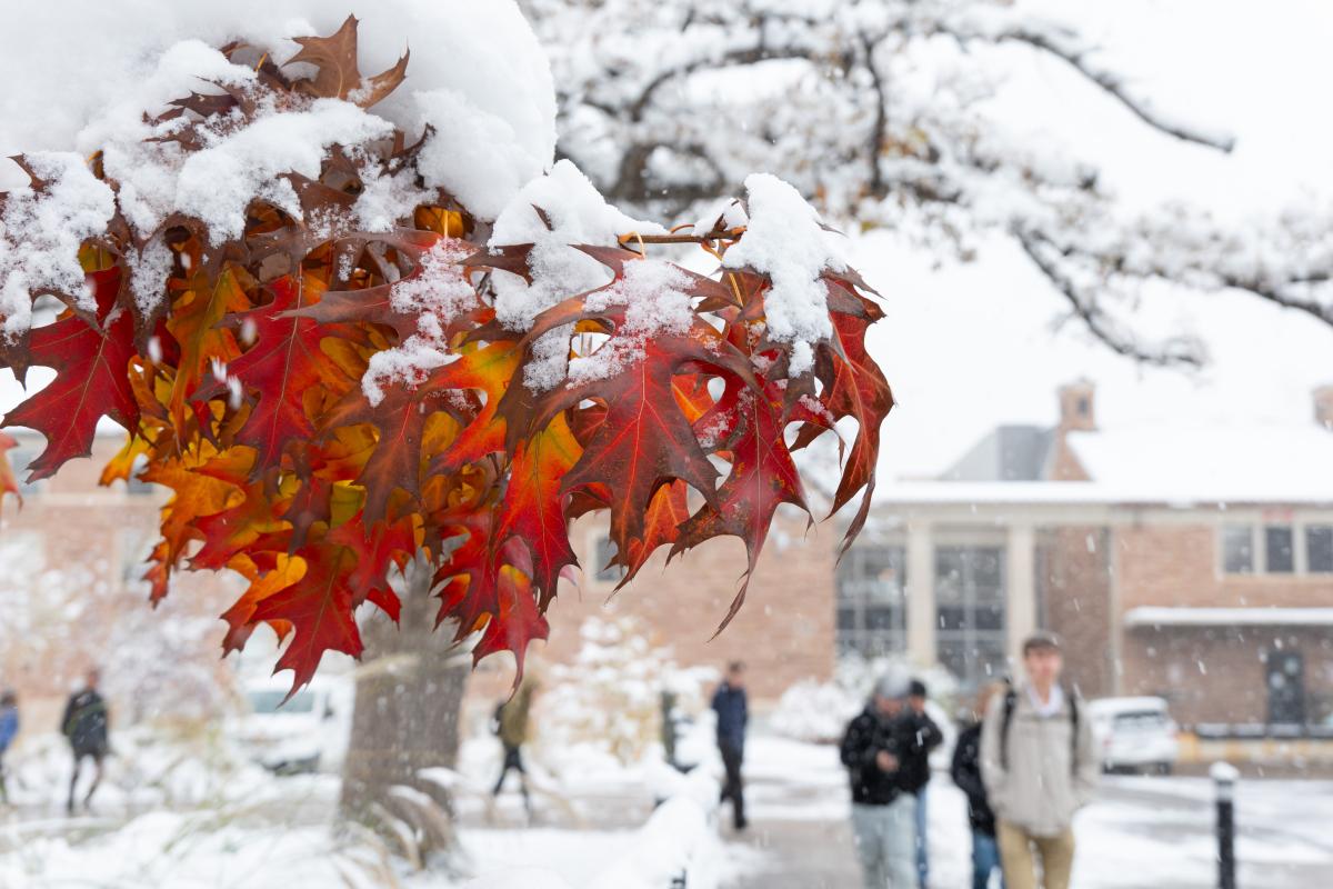 Orange autumn leaves hand from a tree branch, covered in snow, with people walking nearby.